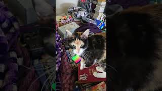 Nifty Ms. Purrs A Lot #shorts #catsofyoutube