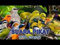 100 Ampuh Suara Pikat Burung Kecil Ribut
