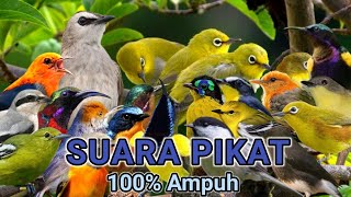 Download lagu 100% Ampuh - Suara Pikat Burung Kecil Ribut mp3 Download lagu 100% Ampuh - Suara Pikat Burung Kecil Ribut mp3