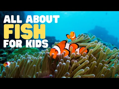, title : 'All about Fish for Kids | Learn the characteristics of fish | What is a fish?