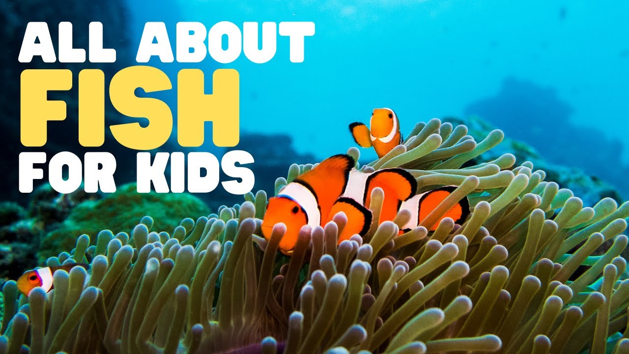 All about Fish for Kids | Learn the characteristics of fish | What is a fish?
