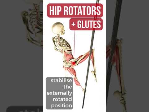 Pole Anatomy - Cupid