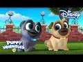 Puppy Vriendjes | Liedjes Seizoen 2 ? | Disney Channel NL