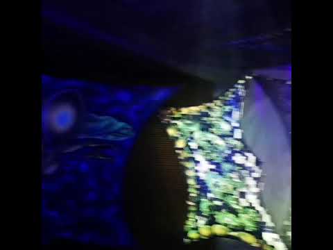 XENROX/LIVE/ dikken dark in belgium