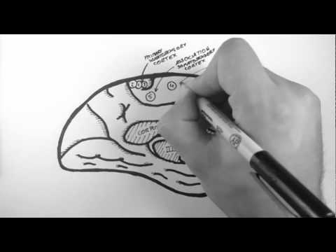 Brain Anatomy 4 - Functional Cortical Anatomy (Medial Surface)