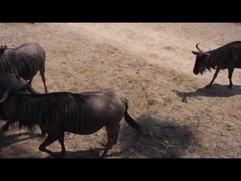 Djuma: Wildebeest herd and Impalas - 10:37 - 09/26/18
