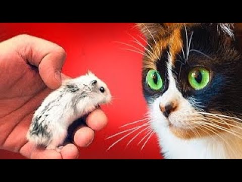 COOKIE REAKCIÓJA A HÖRCSÖGRE