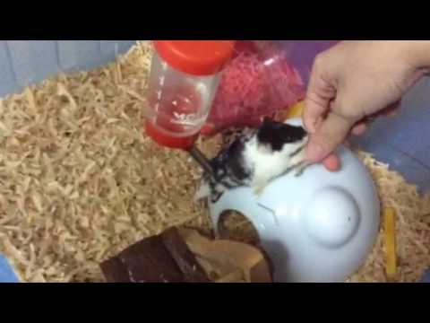 YouTube video about: Can hamsters eat guinea pig food?