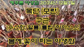 2024년12.7 겨울에 심는 목단 구근 야생화
