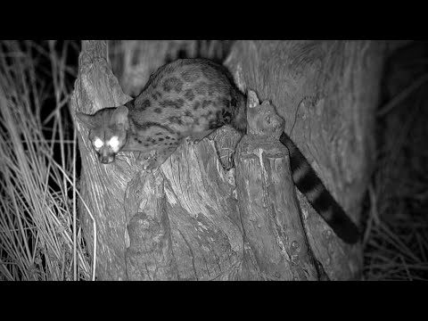 A Large-Spotted Genet Hunting