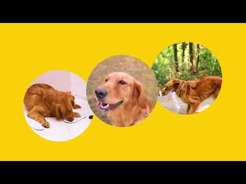 MODUS Bark Control Device Helps to Teach Your Loved Dogs