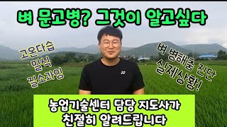 벼 문고병(잎집무늬마름병) 그것이 알고싶다? 현장진단 실제상황 농업기술센터 담당지도사가 친절히 알려드립니다