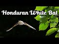 Have you heard about the Honduran white bat? | The Smallest bat | Exotic Mammal | Exotic All