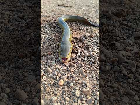 Malugu chepa                #fishing #fish