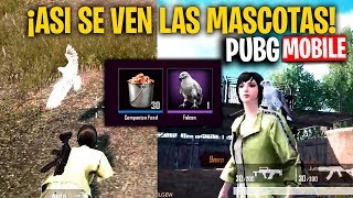 ¡ASI SE VEN LAS MASCOTAS EN PUBG MOBILE! ACTUALIZACION 0.12 - MattsinLife