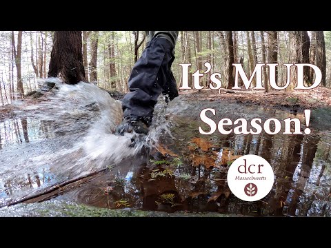 Play YouTube Video