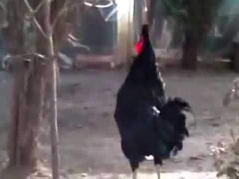 Pulat e katunit ft knusi pevaçe