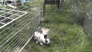 Widget seems to have developed a limp, vets tomorrow :( 07-27-2012_162643.m2ts