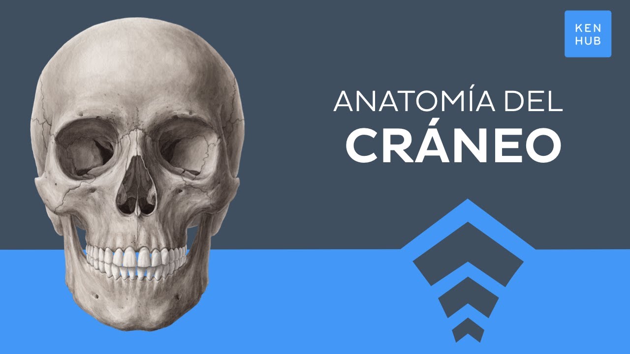 Anatomía del cráneo fácil: Huesos, suturas, agujeros - Anatomía Humana | Kenhub
