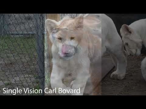 Single Vision Carl Bovard