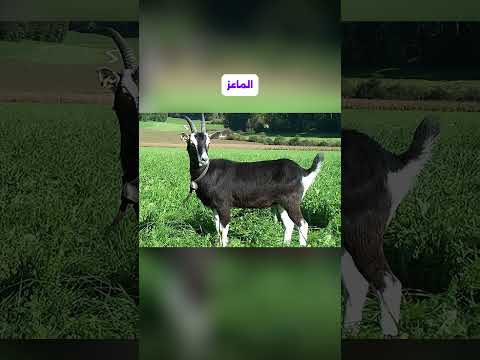شكل الحيوانات وهي بتشوف نفسها في المرايا لاول مرة جزء جديد #animals
