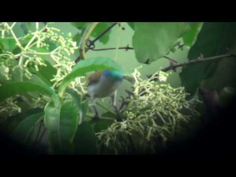 Nektárovka zelenohlavá (Cyanomitra verticalis) — správanie, biotop a hlas