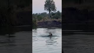Wild dogs hunt an impala in water