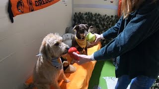 Ankeny Hill Resort & Boarding offers a luxury stay for your furry friend