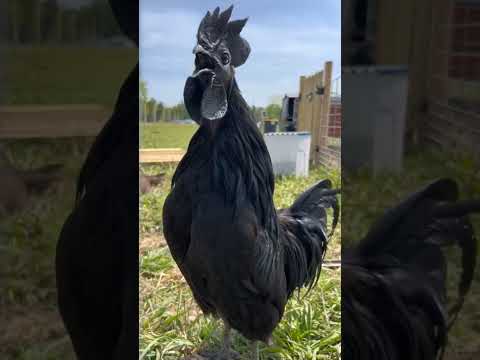 Rooster crowing 🐓 gallos cantando #chicken #shorts #short #black #negro #pollo #gallos