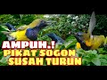 Suara Pikat Sogon