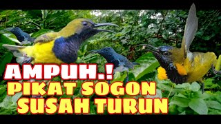 Download lagu ANTI ZONK !suara pikat sogon mp3