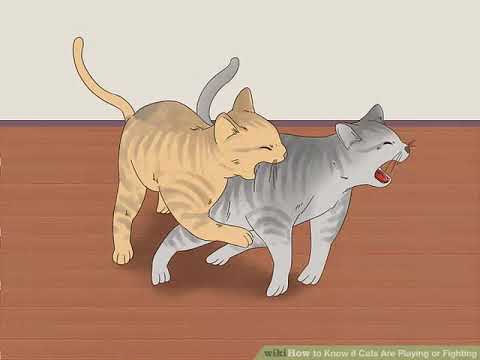 Things to know if your Cats are Fighting or Playing.