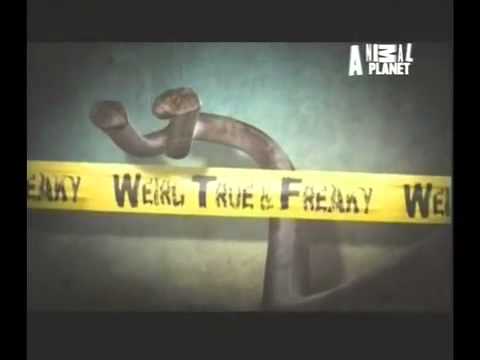 Thumbnail of the video: Weird, True & Freaky - Animal Planet