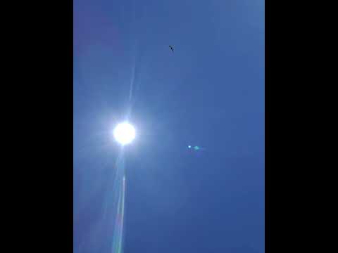 cóndor avistaje cachi. #cóndor #cachi #salta