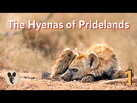 The Hyenas of Pridelands Ep 1 | Face off with an African Painted Dog pack!