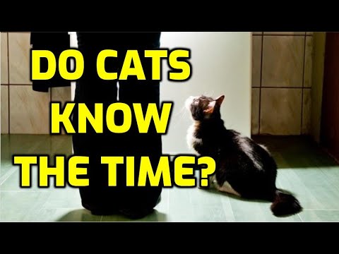 How Do Cats Know When It's Dinner Time?