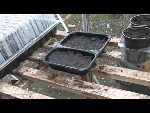 Sowing shallots from seed - Claire's Allotment part 187