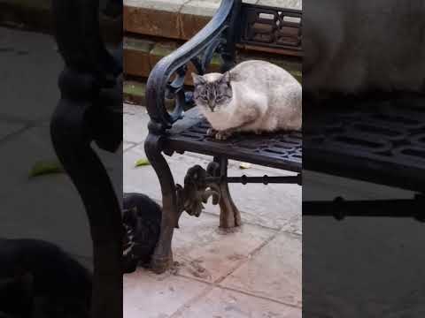 Colonia gatuna de la Calle Dos de Mayo de San Roque, Badajoz 😸❤️ #cat #catshorts #badajoz #gato
