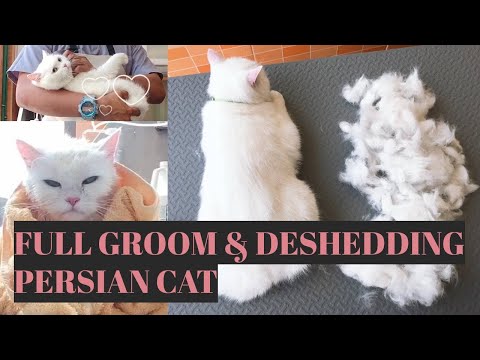 Deshedding A Persian Cat  |  Bunny TV