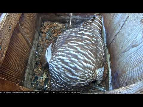 Owlet Pokes Out Head During Mid-Morning Feeding | WBU Barred Owl Cam – April 16, 2021