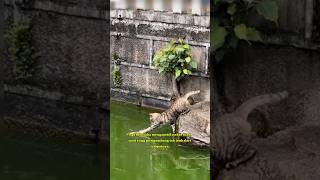 Download lagu Another cat taking fish in the pond! π #shortanimals #cutecat #cat #ytshorts mp3 Download lagu Another cat taking fish in the pond! π #shortanimals #cutecat #cat #ytshorts mp3