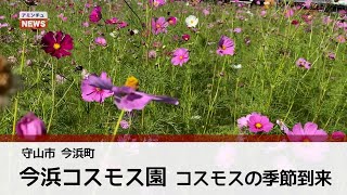 【アミンチュニュース】【2022 守山コスモス】今浜コスモス園　コスモスの季節到来