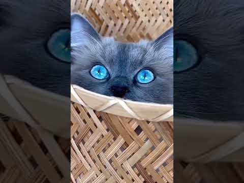 Beautiful Gray Cat #short #youtubeshorts