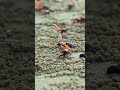 Fiddler crabs waving their claws #nature #wildlife #crab #wave #fiddler #claws #cute #hello HA88722