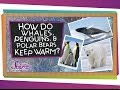 How do Whales, Penguins, and Polar Bears Keep Warm?