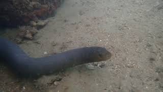 Curious olive sea snake on todays dive  Mackay Queensland Australia 21/5/23