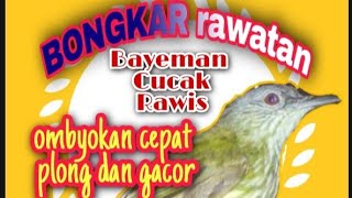 Download lagu CARA MERAWAT BURUNG BAYEMAN ATAU CUCAK RAWIS AGAR CEPAT GACOR mp3 Download lagu CARA MERAWAT BURUNG BAYEMAN ATAU CUCAK RAWIS AGAR CEPAT GACOR mp3