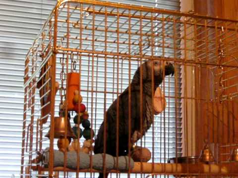 Papuga zako,Bakis(be cenzuros)