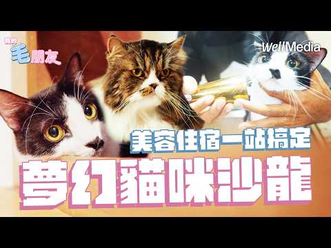 貓咪也要五星級待遇!直擊超奢華貓咪旅館 美容、住宿、玩樂一站搞定【我的毛朋友】EP12