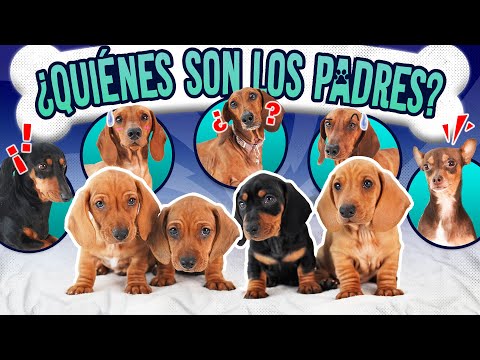 CONFESSING THE STORY BEHIND THE PUPS | LOS POLINESIOS VLOGS
